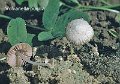 Volvariella pusilla-amf2165